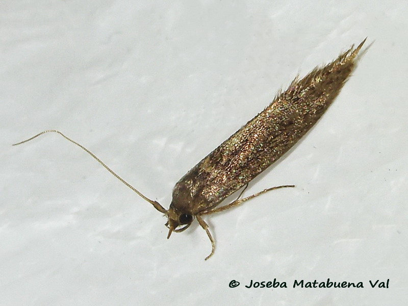 Micro da id. - Opogona omoscopa, Tineidae